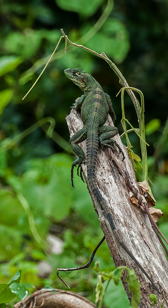 Costa Rica Green Spiny Lizard